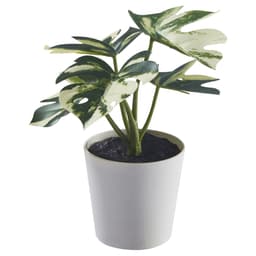 6 Cm Saksılı Yapay Bitki - Yeşil 6 cm Bitki Türü monstera