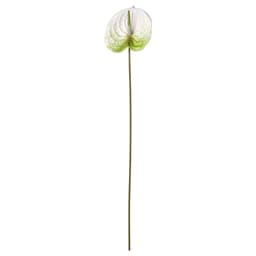 66 Cm Yapay Çiçek - Beyaz 66 cm Bitki Türü anthurium Ek Bilgi iç-dış mekan